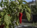 Röda och gröna chilis, Capsicum annuum, hänger mogna på en gren i solljus.
