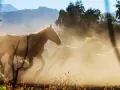 Cavalli bianchi in corsa sollevano polvere, un'immagine di pura forza e bellezza, forse la miglior razza di cavallo.
