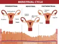 Cykl menstruacyjny: faza lutealna objawy. Pokazuje macicę, jajniki i zmiany w endometrium, związane z hormonami.