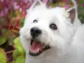 Czy west highland white terrier gubi sierść? Oto prawda o pielęgnacji