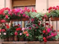 Balkon pełen kwitnących pelargonii w odcieniach czerwieni, różu i fuksji. Kwiaty tworzą barwną kaskadę na tle okna.