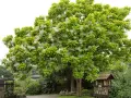 Ein blühender Baum, der wie ein frisch gepflanztes Wunder aussieht, mit weißen Blüten und grünen Blättern.