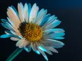 Pétales de marguerite baignés de lumière bleue, une idée photo créative pour capturer la beauté éphémère.