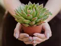 Manos sostienen una maceta con una hermosa planta crasa verde y rosada.