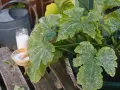 Zucchini-Blätter mit Mehltaubefall. Eine Gießkanne und eine Schale mit weißem Pulver deuten auf eine Behandlung mit Essig gegen Mehltau hin.