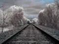 Voie ferrée menant à un train solitaire, bordée d'arbres aux feuilles blanches et d'un ciel orageux.