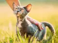 Czarny Devon Rex – niezwykły kot o wyjątkowym charakterze i pielęgnacji