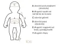 Tabela rozmiarów dla dziecka, rozmiar 68 jaki wiek. Wskazuje obwody: pod paszkami (A), główki (C), pasa (D), długość ręczki (B), nogawki (E) i stopy (F).