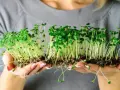 Manos sostienen brotes verdes recién germinados. Un ejemplo perfecto de como germinar semillas para tener alimentos frescos.
