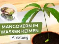 Ein Keimling wächst aus einem Mangokern, der im Wasser keimt. Anleitung zum Mangokern einpflanzen.