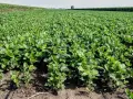 Vasto campo di rigogliosa pianta di soia, con file ordinate che si estendono all'orizzonte sotto un cielo sereno.