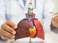 Un médico señala un modelo de pulmones y corazón, mostrando los efectos del vapeo en los pulmones de vapeador.