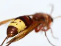 Avispas protegidas, con su abdomen anillado en amarillo y marrón, alas translúcidas y cuerpo peludo, son criaturas fascinantes.