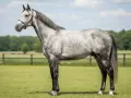 Magnifique cheval anglo arabe gris pommelé, debout dans un pré verdoyant sous un ciel bleu parsemé de nuages.