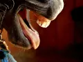Gros plan sur la bouche ouverte d'un cheval, révélant sa langue rose et ses dents, dont une dent de lait cheval.