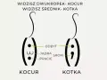 Jak sprawdzić płeć kotka - proste sposoby na rozróżnienie płci