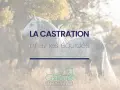 Un magnifique cheval gris se tient dans un champ. Le texte "LA CASTRATION chez les équidés" est superposé.