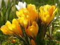 Krokusy, piękne żółte kwiaty wiosenne, rozkwitają na zielonej trawie. Ich nazwy to między innymi 'Golden Yellow' czy 'Yellow Mammoth'.