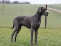 Szary dog niemiecki, imponująca waga i sylwetka, stoi na zielonej łące.
