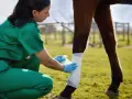 Vétérinaire appliquant un pansement sur une plaie de cheval. Le miel est un remède naturel pour les plaies.