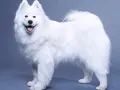 Samojed ma włosy czy sierść? Odkryj prawdę o jego futrze