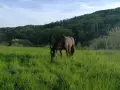 Un cheval brun broute dans une prairie verdoyante. Le moment idéal pour penser à quand semer prairie chevaux, avec des collines boisées en arrière-plan.