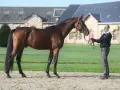 Un magnifique cheval bai, digne d'el diarado d'euskadi, se tient fièrement devant un homme, dans un cadre champêtre.