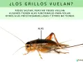 Un grillo con alas funcionales. No todos los grillos vuelan, algunos tienen alas poco desarrolladas.