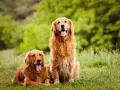 Golden Retriever: czy to naprawdę rasa duża czy średnia?