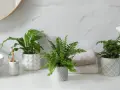 Tres plantas para el baño, un helecho frondoso y una planta de hoja ancha, aportan frescura y vida a la encimera junto al lavabo.