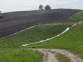 Krajobraz rolniczy ze wzniesieniem, na którym stoi dom. Pola uprawne z rzędami zielonych roślin, czarnoziemu i zielonej trawy. Droga gruntowa. Dane o średnie ceny gruntów gus.