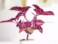 En vacker palettblomma med mörklila och rosa blad. En röd cirkel markerar var man ska toppa palettblad för att få en buskigare planta.