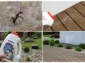 Widok mrówki i opakowania proszku na mrówki. Zastosowanie środka na mrówki w ogrodzie, na tarasie i wokół roślin.