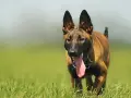 Malinois z językiem na wierzchu, gotowy do biegu. Sprawdź malinois cena, jeśli szukasz psa tej rasy.