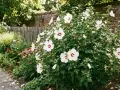 Piękny krzew hibiskusa ogrodowego z białymi kwiatami i czerwonymi środkami, kwitnący obok drewnianego płotu. Idealny czas, kiedy sadzić hibiskusa ogrodowego, to wiosna lub jesień.