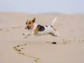 Radosny jack russell terrier w skoku na plaży, z obrożą i zawieszką. Zastanawiasz się nad jack russell terrier cena?