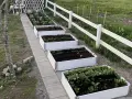 Rad med vita pallkragar fyllda med grönsaker och perenner. En vit staketlinje löper längs med trädgården.