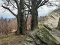 Kapliczka na drzewie w lesie, przy szlaku turystycznym. W oddali widać góry i las. To może być szlak na Leskowiec.