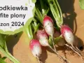 Kiedy jest sezon na rzodkiewki? Poznaj najlepszy czas na siew i zbiory