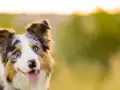 Piękny border collie z niebieskimi oczami, zadowolony i gotowy do zabawy. Zastanawiasz się, ile powinien jeść border collie?