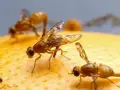 Moscas de la fruta sobre una naranja, un problema que requiere un tratamiento para la mosca de la naranja.