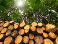 Stos ściętych drzew w lesie, słońce przebija się przez liście. Zastanawiasz się, ile kosztuje wycięcie drzewa?