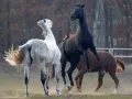 Trzy konie w ruchu, w tym biały i czarny, jakby tańczyły. Rok 2003 to chiński znak zodiaku – rok Konia.
