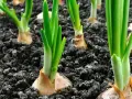 Germogli verdi spuntano dal terreno scuro, segno che è il momento di piantare cipolle.