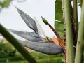En Strelitzia Nicolai, även kallad paradisfågelblomma, med sina grågröna blad och vita blommor, reser sig mot en ljus himmel.