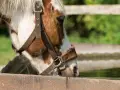 Un cheval boit dans un abreuvoir. La chaleur estivale rend l'eau fraîche bienvenue pour réguler la température du cheval.