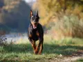 Czarny doberman amerykański biegnie przez trawiasty teren, z otwartym pyskiem i radosnym wyrazem pyska.