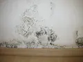 Schimmel im Treppenhaus breitet sich an der weißen Wand aus. Dunkle Flecken und Sporen bedecken den unteren Bereich, ein deutliches Zeichen für Feuchtigkeitsprobleme.