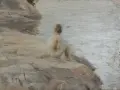 En ung person sitter på en klippa vid vattnet, fångad i Anders Zorns karaktäristiska ljus.