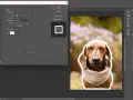 Jak zrobić obrys w Photoshopie? Widok okna "Layer Style" z zaznaczoną opcją "Stroke" i ustawionym białym obramowaniem wokół zdjęcia jamnika.